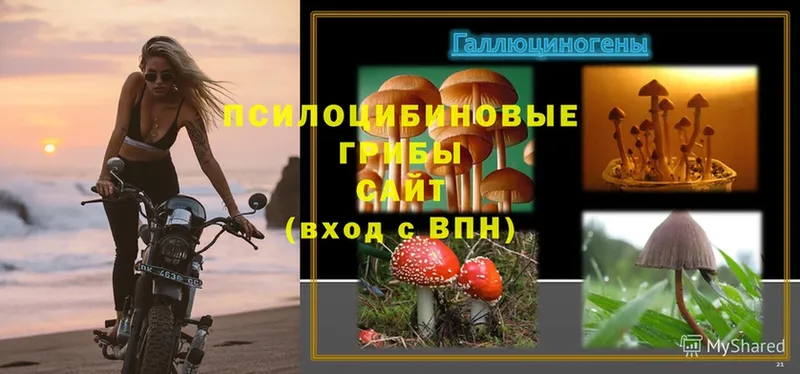 как найти наркотики  Мензелинск  Галлюциногенные грибы Cubensis 